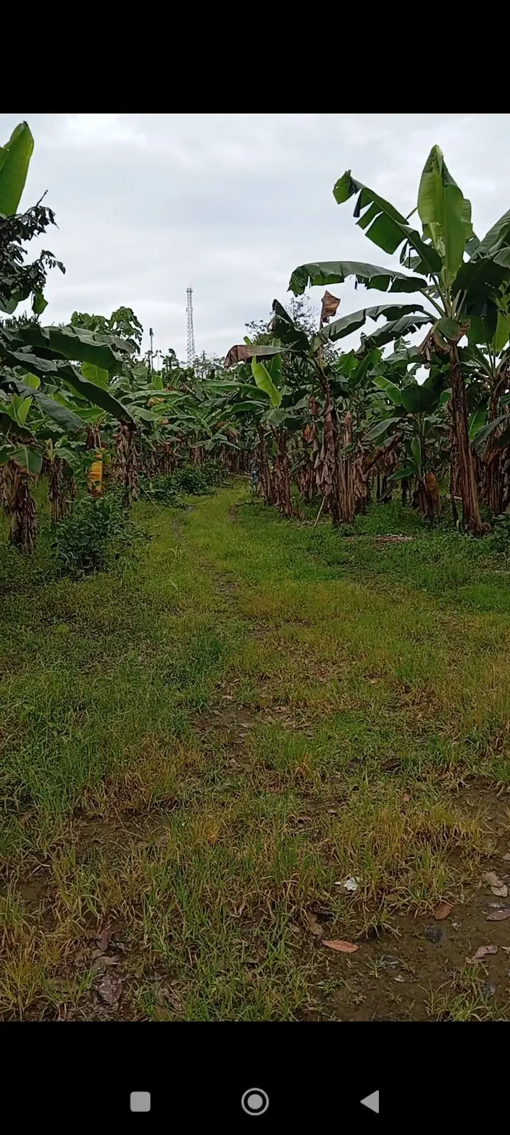 FINCA EN VENTA SANTO DOMINGO VIA A PUERTO LIMÓN